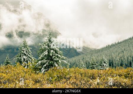 Snow Covered Pine Trees in the Canadian Rockies, Canada Stock Photo