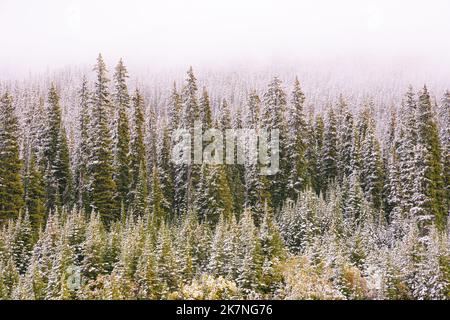 Snow Covered Pine Trees in the Canadian Rockies, Canada Stock Photo