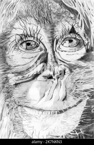 Orang Utan as pencil illustration. The monkey makes a funny face. Vector in low poly style. Stock Vector