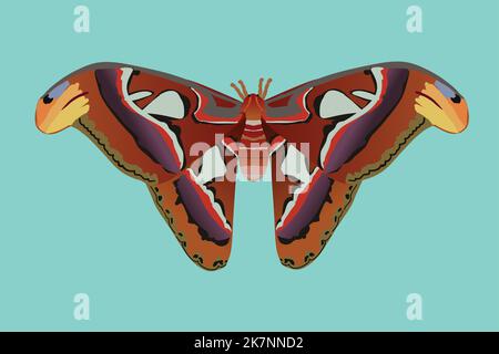 A vector illustration of an atlas moth. The insect is cut out on a blue background. The Atlas moth is one of the largest lepidopterans, with a wingsp Stock Vector