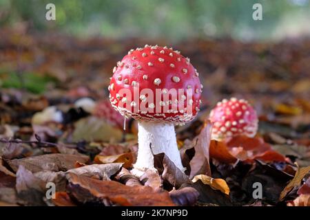 Fly agaric mushrooms in beech woodland, Surrey, UK. Stock Photo