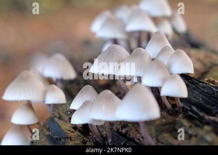 Common Bonnet mushrooms in beech woodland, Surrey, UK Stock Photo