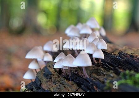 Common Bonnet mushrooms in beech woodland, Surrey, UK Stock Photo