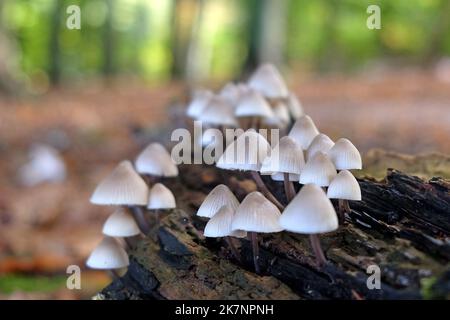 Common Bonnet mushrooms in beech woodland, Surrey, UK Stock Photo