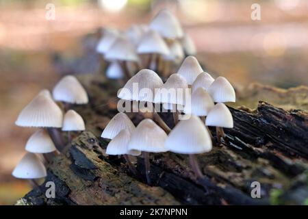 Common Bonnet mushrooms in beech woodland, Surrey, UK Stock Photo