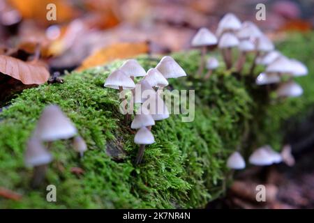 Common Bonnet mushrooms in beech woodland, Surrey, UK Stock Photo