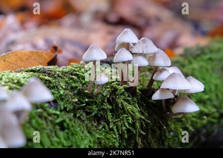 Common Bonnet mushrooms in beech woodland, Surrey, UK Stock Photo