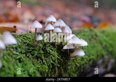 Common Bonnet mushrooms in beech woodland, Surrey, UK Stock Photo