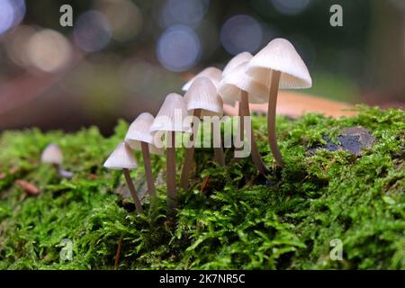 Common Bonnet mushrooms in beech woodland, Surrey, UK Stock Photo