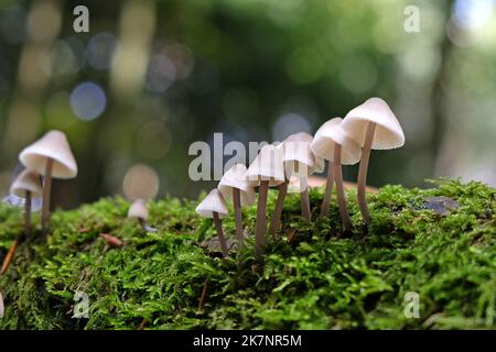 Common Bonnet mushrooms in beech woodland, Surrey, UK Stock Photo