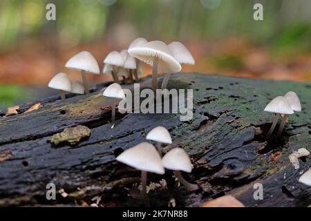 Common Bonnet mushrooms in beech woodland, Surrey, UK Stock Photo