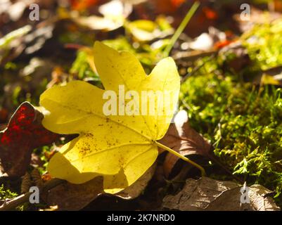 Autumn Field maple leaves on mossy forest floor Stock Photo