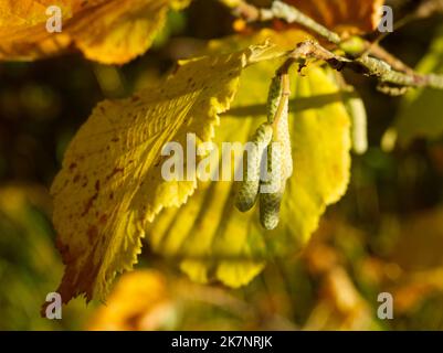 Hazel autumn leaves and catkins Stock Photo