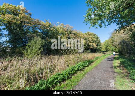 Autumn colour at The Leasowes Park which is a grade 1 listed park in Halesowen, West Midlands and was designed by William Shenstone Stock Photo