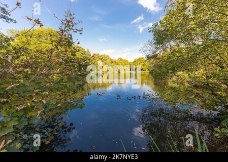 Autumn colour at The Leasowes Park which is a grade 1 listed park in Halesowen, West Midlands and was designed by William Shenstone Stock Photo