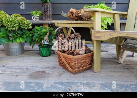 large pine cones in a basket, on a backyard autumn still life Stock Photo