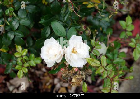 Flowers, detail, blossoms: Evergreen rose, Rosa sempervirens Stock Photo
