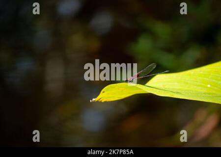 Red Dragonfly Perching on a Green Leaf near the Dirty Water Pond on a Sunny Day Stock Photo