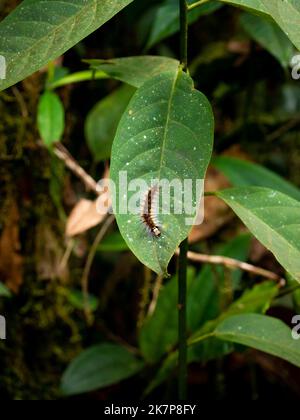 Centipedes on a Large Leaf in the Garden Stock Photo