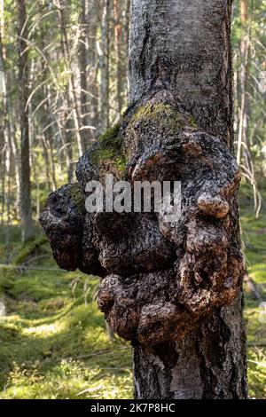 Large burl growing on the trunk of a pine tree in a Finnish forest Stock Photo