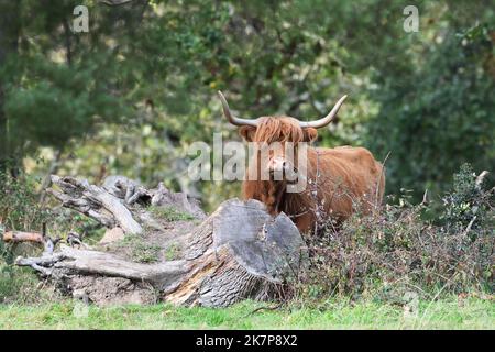 An inquisitive Highland cow in Pollok Country Park, Glasgow, Scotland, UK Stock Photo