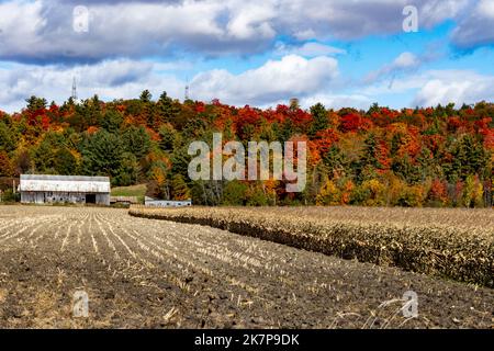 Partially harvested corn and a cornfield with crops sits in front of a barn and hill draped with radiant colors. Stock Photo