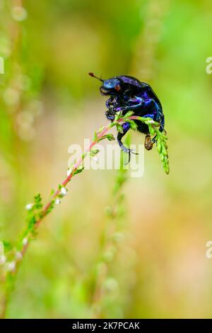 Dor beetle, species of earth-boring dung beetle, Anoplotrupes stercorosus, crawled on a blade of grass, selective focus