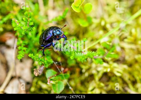 Dor beetle, species of earth-boring dung beetle, Anoplotrupes stercorosus, crawled on a blade of grass, selective focus