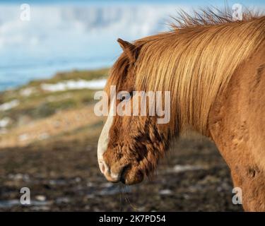 Chestnut Icelandic horse head shot, Horn Herstar, Stokksnes Peninsula, Iceland Stock Photo