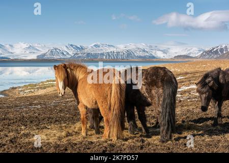 Icelandic horses and snow-covered mountains, Horn Herstar, Sokksnes Peninsula, Iceland. Stock Photo