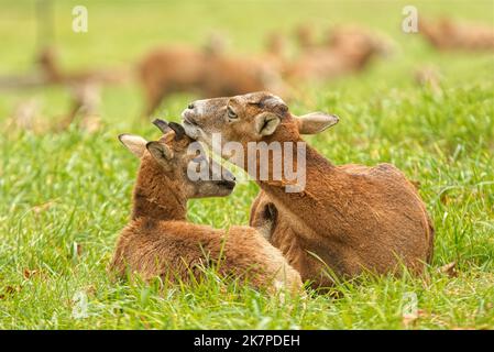 Female mouflon with a male cub, 2 mouflon lying in the grass. European mouflons, ovis aries musimon. Stock Photo