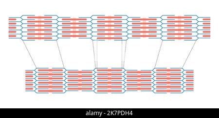 Scientific Designing of Contraction and Relaxation of Muscular Sarcomere. Muscle Contraction and Muscle Relaxation Colorful Symbols. Vector Illustrati Stock Vector