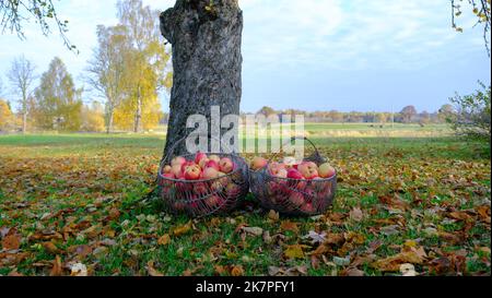 Two wicker metal baskets full of red apples on the summer grass in the foreground near the apple tree. Stock Photo