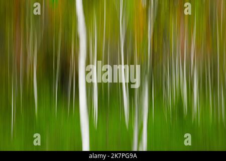 PHOTOGRAPHIC ART: Silver Birch Trees in the Attenlohfilze (Moor) near Bad Toelz, Oberbayern, Germany.   (ICM-Photography by Edmund Nagele FRPS) Stock Photo