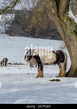 A horse stand under a tree during a snow shower in Yorkshire, England. Another horse in the background feeds on hay that has been left on the snow. Stock Photo