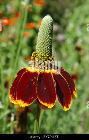 Flower of Mexican Hat (Ratibida columnifera f. pulcherrima) Stock Photo