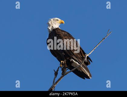 A Bald Eagle, high on its perch, turns towards the sun as a soft wind blows behind it ruffling its head feathers. Stock Photo