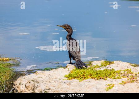 Close up view of beautiful black tropical bird on big stone on blue water surface background. Aruba. Stock Photo