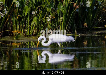 The great egret (Ardea alba) on the hunt. This bird also known as the common egret, large egret, or  great white egret or great white heron. Stock Photo