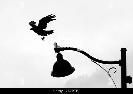 Silhouette of Common Raven (Corvus Corax) taking flight from lamppost - Juneau, Alaska, USA Stock Photo