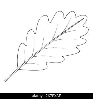 Oak Leaf. Part of the tree with veins. Vector illustration. Outline on an isolated white background. Doodle style. Sketch. Coloring book Stock Vector