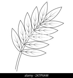 Rowan leaf. Part of the tree with veins. Vector illustration. Outline on an isolated white background. Doodle style. Sketch. Coloring book Stock Vector