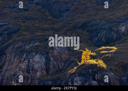 Cottonwood trees (Populus trichocarpa) in autumn in Glacier Bay National Park and Preserve, near Juneau, Alaska, USA Stock Photo