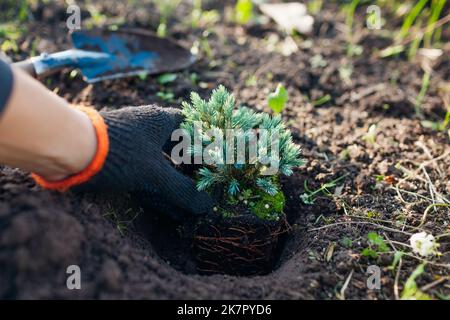 Gardener planting Blue star juniper into soil. Groundcovering evergreen put in hole in fall garden. Autumn outdoor landscaping work Stock Photo