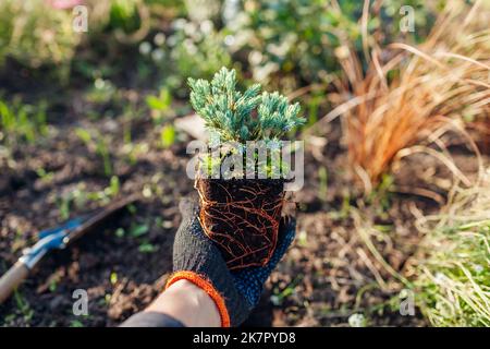 Planting Blue star juniper into soil. Groundcovering evergreen ready for transplanting in fall garden. Healthy root system. Stock Photo