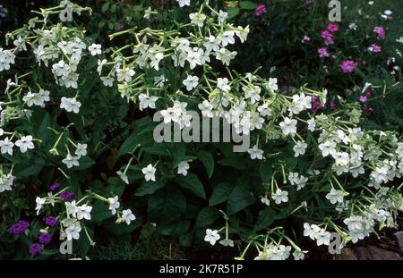 Nicotiana, Domino Series (Flowering tobacco). Purple flower is Verbena x hybrida. Stock Photo