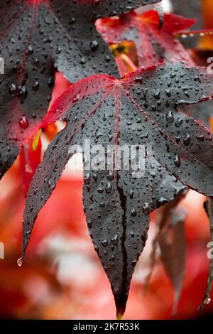 Dark leaf Close up, Autumnal, Colour, Water drops on autumn leaves Sweetgum Liquidambar styraciflua 'Lane Roberts' Stock Photo