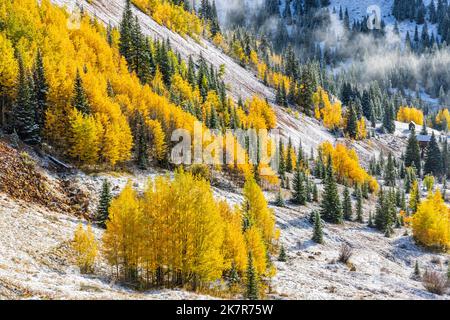 Fresh snow on a mountainside with golden aspen and evergreen trees on a cold, misty Autumn morning in the Chattanooga Valley off Million Dollar Road n Stock Photo