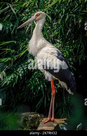 Jabiru mycteria, or Tuiuiu, resting, Pantanal wetlands symbol bird, Brazil Stock Photo