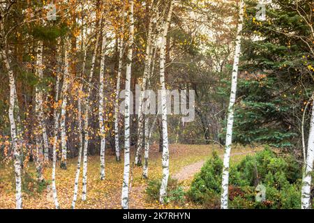 Birch forest pattern in autumn with yellow leaves, Bulgaria Countryside Stock Photo